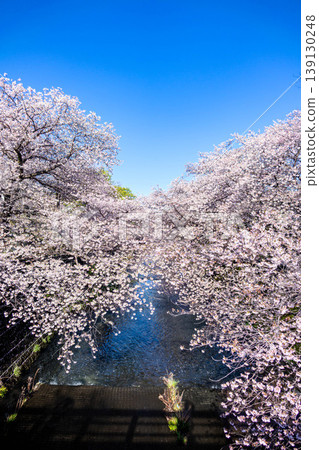 春末的恩田川,櫻花飄落;春意盎然,河岸兩旁櫻花成蔭;東京町田市。 春末的恩田川,櫻花飄落;春意盎然,河岸兩旁櫻花成蔭;東京町田市。 139130248