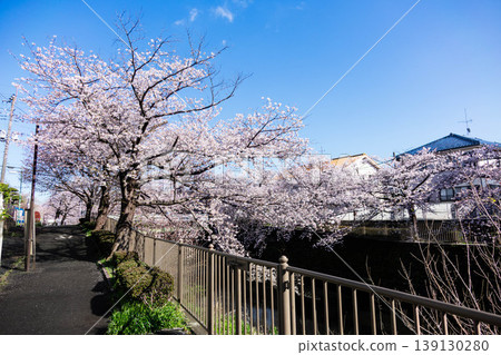 春末的恩田川，櫻花飄落；春意盎然，河岸兩旁櫻花成蔭；東京町田市。 139130280