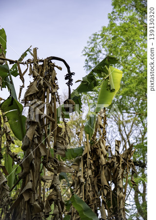 withered banana flower withered banana flower 139130320