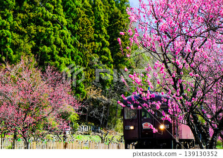 Peach blossoms and a diesel railcar running Peach blossoms and a diesel railcar running 139130352