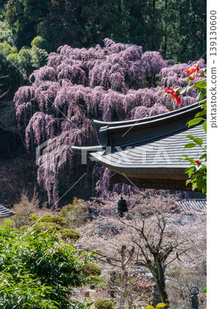 Weeping cherry tree and roof 139130600