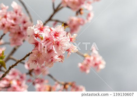 櫻花和芽 櫻花和芽 139130607