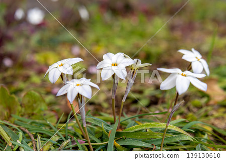 白色Hananyla花 白色Hananyla花 139130610