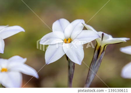 白色Hananyla花 白色Hananyla花 139130611