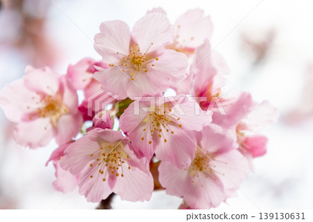 Cherry blossoms bathed in spring sunlight Cherry blossoms bathed in spring sunlight 139130631