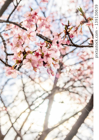 Cherry blossoms shining in the spring sunshine Cherry blossoms shining in the spring sunshine 139130639