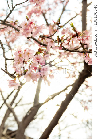 Cherry blossoms shining in the spring sunshine 139130640