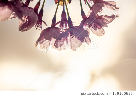 Cherry blossoms illuminated by the sunset Cherry blossoms illuminated by the sunset 139130655
