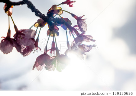 Sakura that shines in the blue sky Sakura that shines in the blue sky 139130656