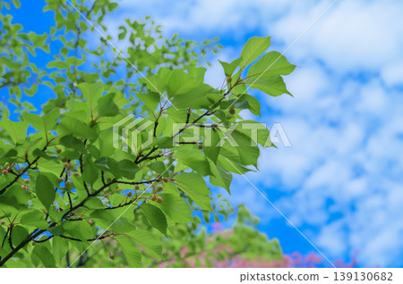 翠綠的櫻花和嬌嫩的小櫻桃在藍天的襯托下格外醒目。 翠綠的櫻花和嬌嫩的小櫻桃在藍天的襯托下格外醒目。 139130682