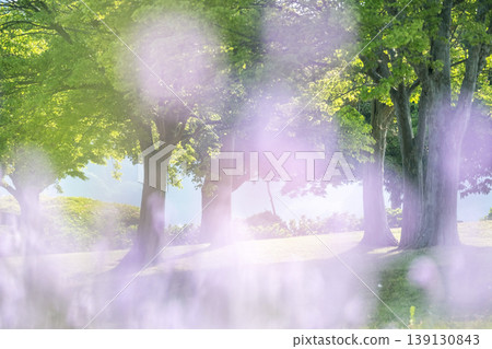 Sparkling image of fresh greenery in the park Sparkling image of fresh greenery in the park 139130843
