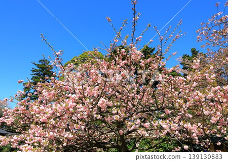 Kanazawa Kenrokuen的櫻花 Kanazawa Kenrokuen的櫻花 139130883