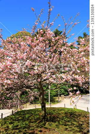 Kanazawa Kenrokuen的櫻花 Kanazawa Kenrokuen的櫻花 139130884