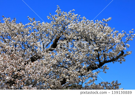 Kanazawa Kenrokuen的櫻花 Kanazawa Kenrokuen的櫻花 139130889