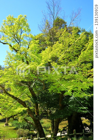 Kanazawa: Kenrokuen Garden in the fresh greenery Kanazawa: Kenrokuen Garden in the fresh greenery 139130919