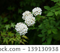 白色Cordemari花 139130938