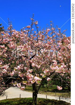 Cherry blossoms at Kanazawa Kenrokuen Cherry blossoms at Kanazawa Kenrokuen 139130952