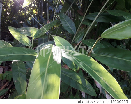 Sun-Drenched Galangal Leaves with Bright Morning Sunlight Reflection Sun-Drenched Galangal Leaves with Bright Morning Sunlight Reflection 139130955