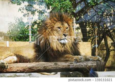 lion lion 139131021