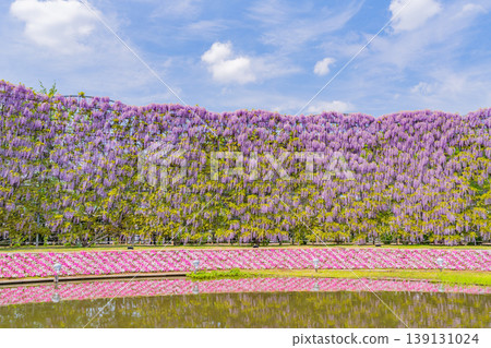 (Tochigi) Ashikaga Flower Park Murasaki wisteria screen (Tochigi) Ashikaga Flower Park Murasaki wisteria screen 139131024