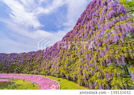 (栃木縣)足利花園Murasaki紫藤屏 (栃木縣)足利花園Murasaki紫藤屏 139131032
