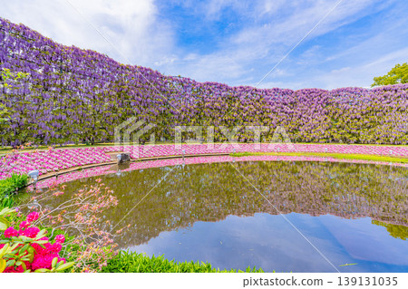 (Tochigi) Ashikaga Flower Park Murasaki wisteria screen (Tochigi) Ashikaga Flower Park Murasaki wisteria screen 139131035