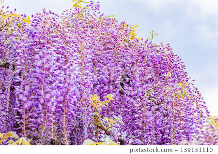 (Tochigi Prefecture) Ashikaga Flower Park: Purple Wisteria Shower (Tochigi Prefecture) Ashikaga Flower Park: Purple Wisteria Shower 139131110