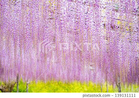 （栃木縣）足利花卉公園：紫藤花雨 139131111