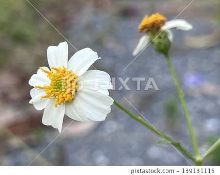 Beautiful white chamomile flower in the garden Beautiful white chamomile flower in the garden 139131115