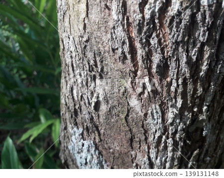 Deep vertical cracks and rugged texture of old Teak tree bark. Deep vertical cracks and rugged texture of old Teak tree bark. 139131148