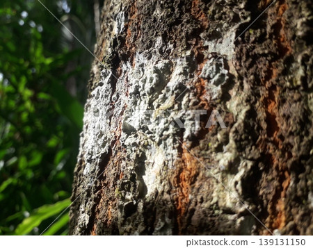 Dramatic side lighting on white and brown Mindi tree bark texture. 139131150