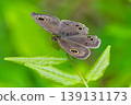 A small heath butterfly resting on a leaf. 139131173