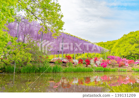 (栃木縣)足利花卉公園:巨大的紫藤花架盛開,擠滿了遊客。 (栃木縣)足利花卉公園:巨大的紫藤花架盛開,擠滿了遊客。 139131209