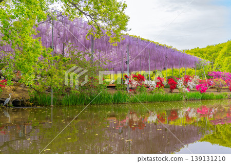 (Tochigi Prefecture) Ashikaga Flower Park: The large wisteria trellis is in full bloom and bustling with tourists. (Tochigi Prefecture) Ashikaga Flower Park: The large wisteria trellis is in full bloom and bustling with tourists. 139131210