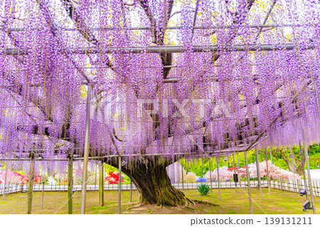 （栃木縣）足利花卉公園：巨大的紫藤花架盛開，擠滿了遊客。 139131211