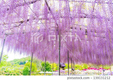 （栃木縣）足利花卉公園：巨大的紫藤花架盛開，擠滿了遊客。 139131212
