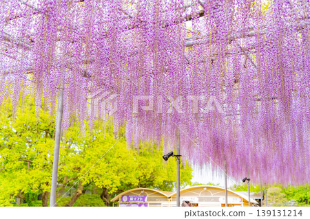 （栃木縣）足利花卉公園：巨大的紫藤花架盛開，擠滿了遊客。 139131214