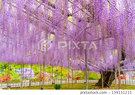 （栃木縣）足利花卉公園：巨大的紫藤花架盛開，擠滿了遊客。 139131215