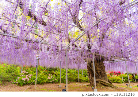 （栃木縣）足利花卉公園：巨大的紫藤花架盛開，擠滿了遊客。 139131216