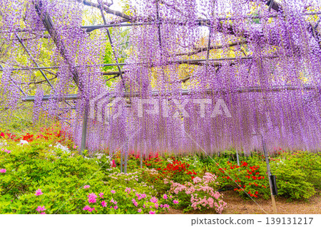 （栃木縣）足利花卉公園：巨大的紫藤花架盛開，擠滿了遊客。 139131217