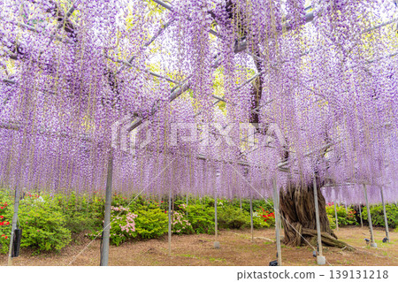 （栃木縣）足利花卉公園：巨大的紫藤花架盛開，擠滿了遊客。 139131218