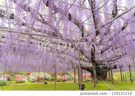 （栃木縣）足利花卉公園：巨大的紫藤花架盛開，擠滿了遊客。 139131219