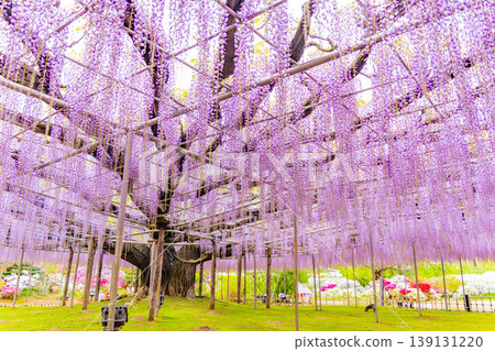 （栃木縣）足利花卉公園：巨大的紫藤花架盛開，擠滿了遊客。 139131220
