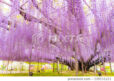 （栃木縣）足利花卉公園：巨大的紫藤花架盛開，擠滿了遊客。 139131221