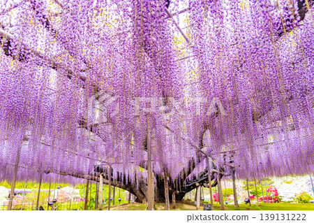 (Tochigi Prefecture) Ashikaga Flower Park: The large wisteria trellis is in full bloom and bustling with tourists. (Tochigi Prefecture) Ashikaga Flower Park: The large wisteria trellis is in full bloom and bustling with tourists. 139131222