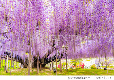 （栃木縣）足利花卉公園：巨大的紫藤花架盛開，擠滿了遊客。 139131223