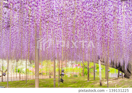 （栃木縣）足利花卉公園：巨大的紫藤花架盛開，擠滿了遊客。 139131225