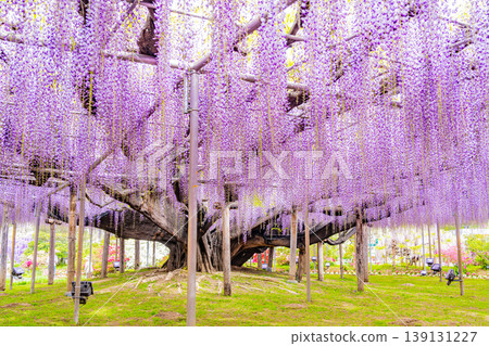 （栃木縣）足利花卉公園：巨大的紫藤花架盛開，擠滿了遊客。 139131227