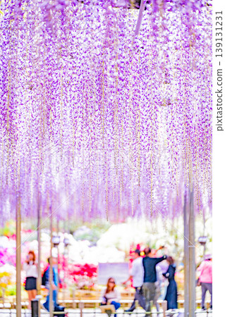 （栃木縣）足利花卉公園：巨大的紫藤花架盛開，擠滿了遊客。 139131231