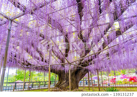 (Tochigi Prefecture) Ashikaga Flower Park: The large wisteria trellis is in full bloom and bustling with tourists. (Tochigi Prefecture) Ashikaga Flower Park: The large wisteria trellis is in full bloom and bustling with tourists. 139131237